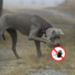 Hund frisst Kot - Was tun?