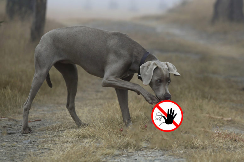 Hund frisst Kot - Was tun?