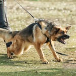Leinenaggression beim Hund: Was kann ich tun?