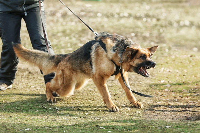 Leinenaggression beim Hund: Was kann ich tun?