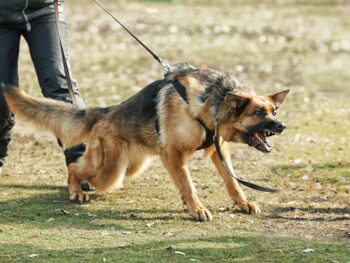 Leinenaggression beim Hund: Was kann ich tun?