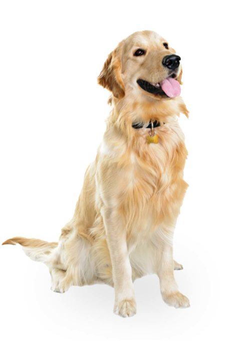 REICO Hundefutter